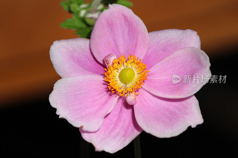 粉红色的日本银莲花(anemone hybrida 'Elegans')的大图